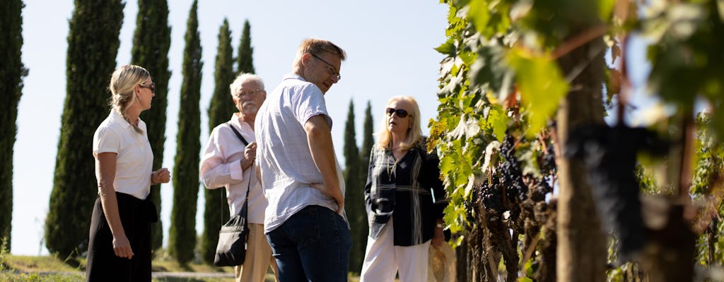 Tour guiado de vinos con degustación en Montalcino