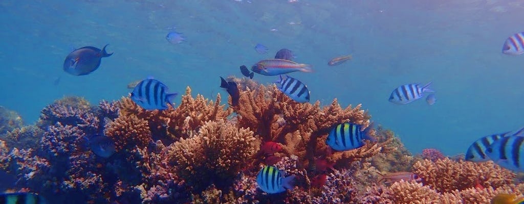 Descubra a Ilha Magawish com cruzeiro de mergulho com snorkel e almoço em Hurghada