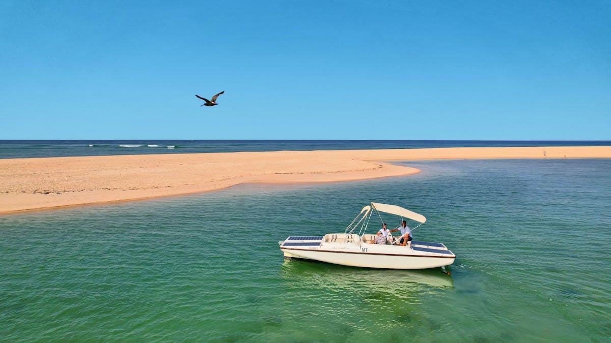 Birdwatching in barca ecologica a Ria Formosa