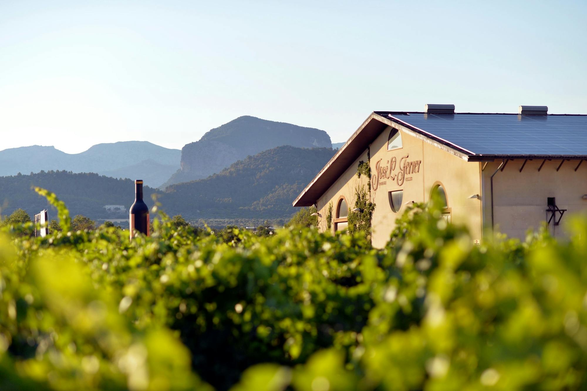 Bodega Jose L Ferrer Wine Tasting Tour