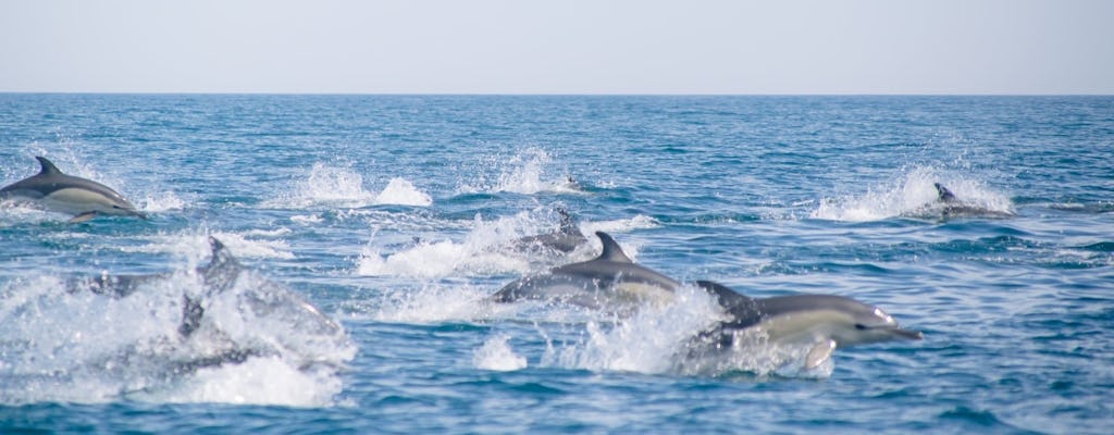 Visite guidée en bateau du monde des dauphins et des oiseaux de mer