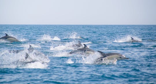 Wycieczka łodzią z przewodnikiem po świecie delfinów i ptaków morskich