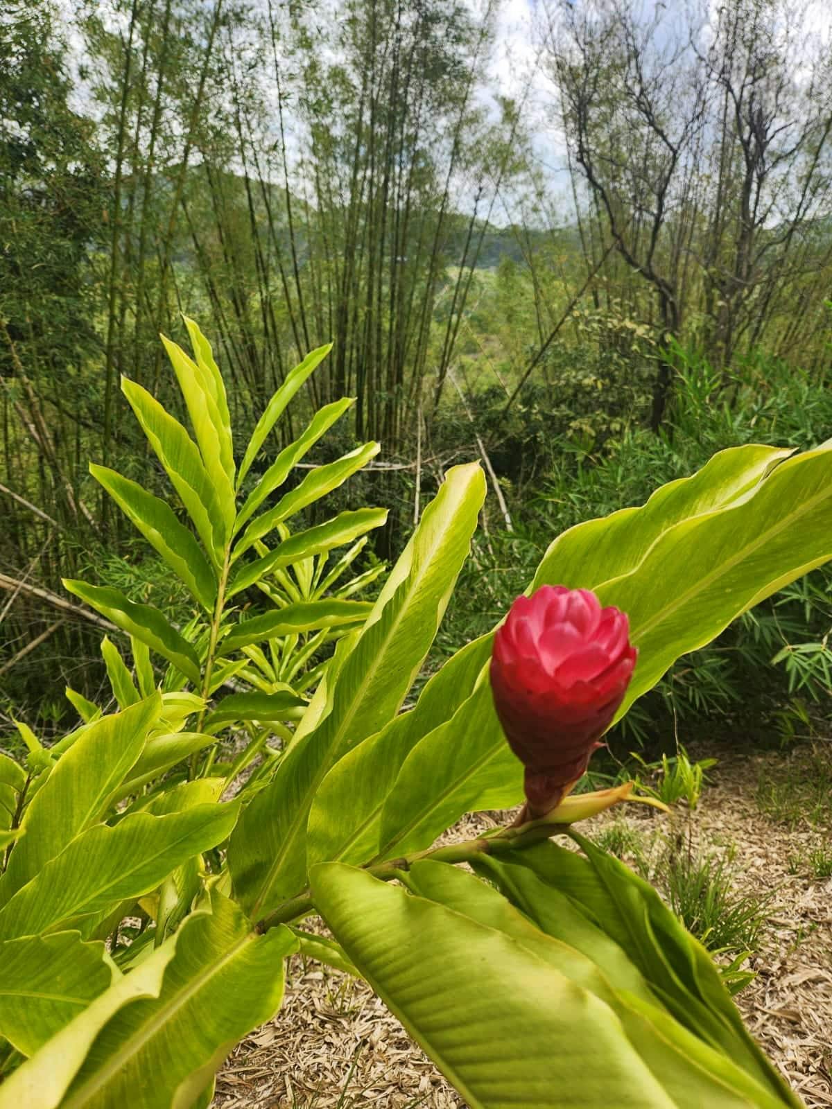 Croydon in the Mountains Nature Walk