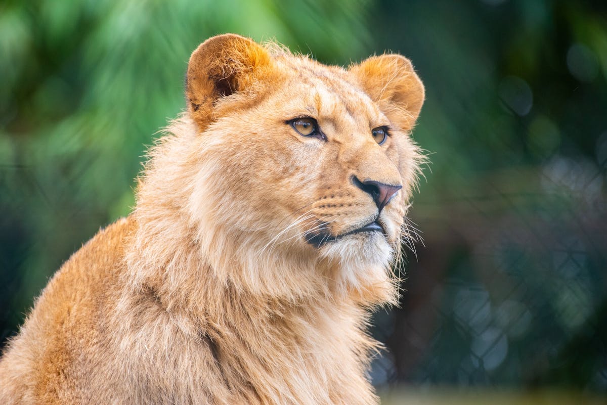 Toegangsticket voor de dierentuin van Amnéville