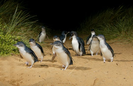 Visita guiada exprés al desfile de pingüinos desde Melbourne
