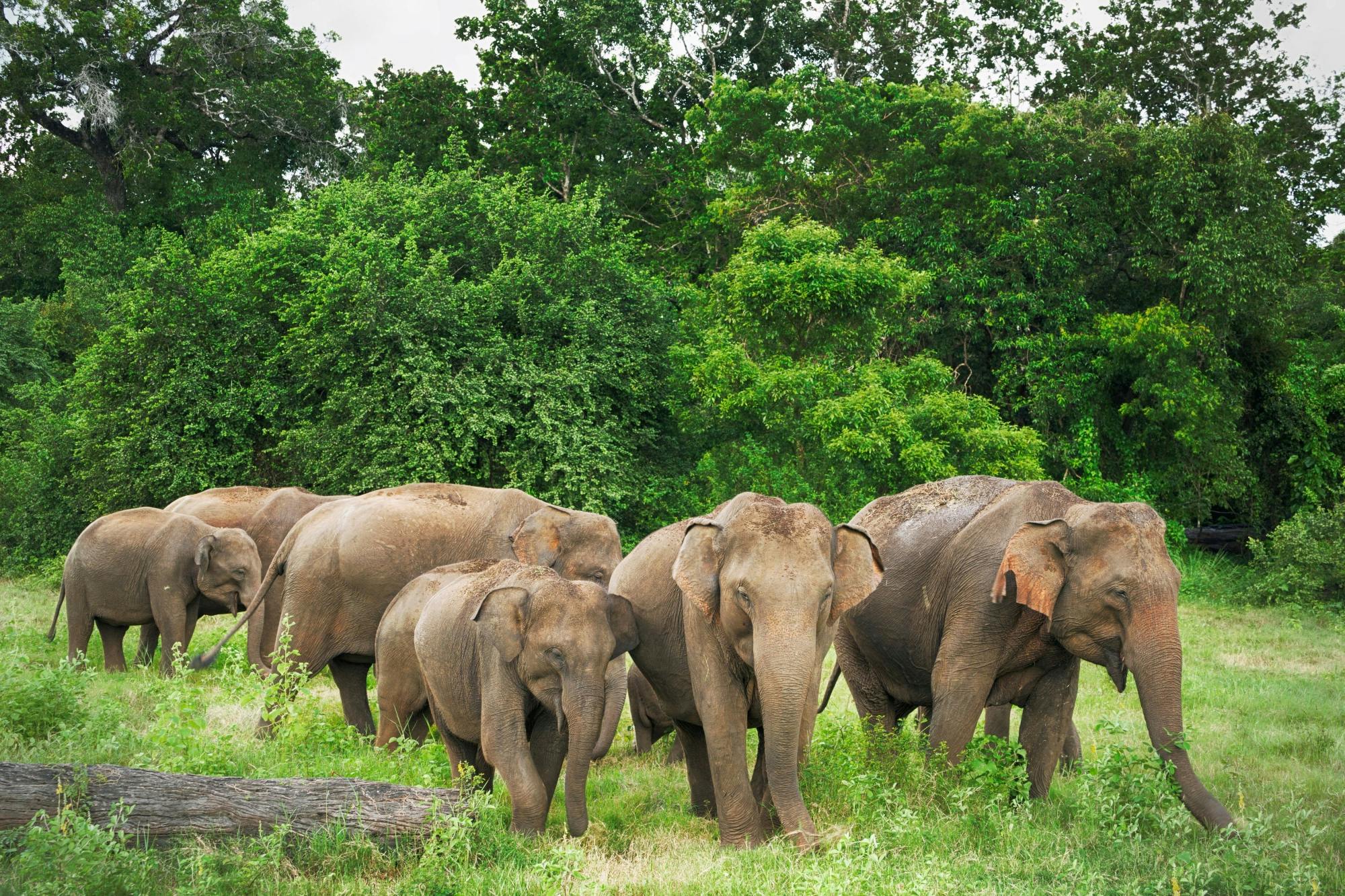 Ancient Polonnaruwa and Minneriya Park Safari Tour from the East Coast