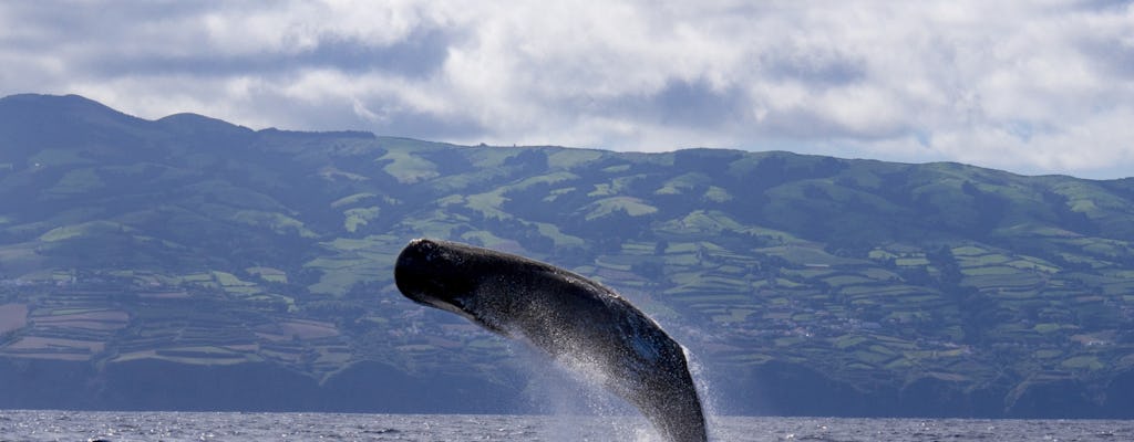 Passeio de observação de baleias e golfinhos saindo de São Miguel