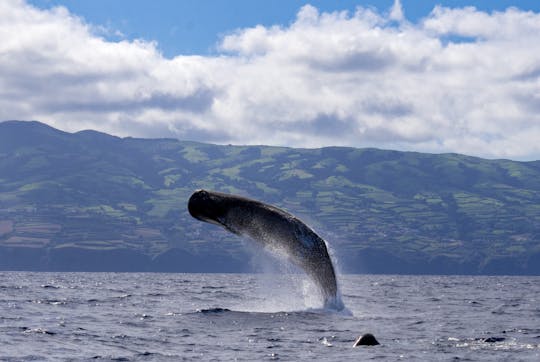 Passeio de observação de baleias e golfinhos saindo de São Miguel