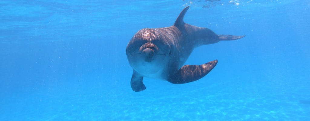 Interacción y nado con delfines premium en Los Cabos
