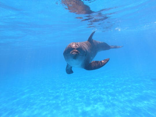 Interacción y nado con delfines premium en Los Cabos