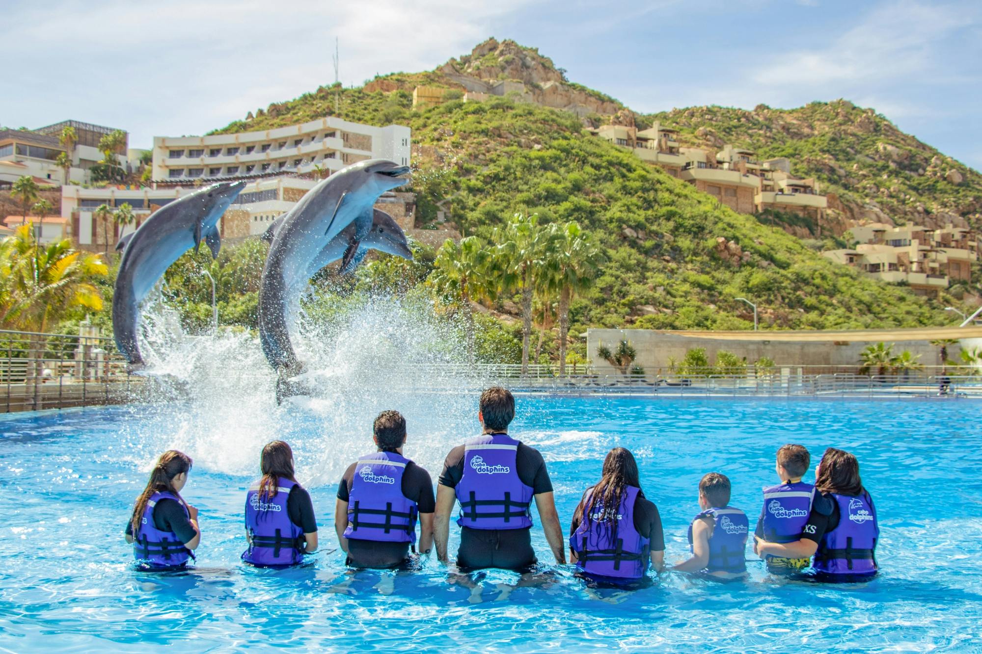 Los Cabos Premium Dolphin Interaction & Swim