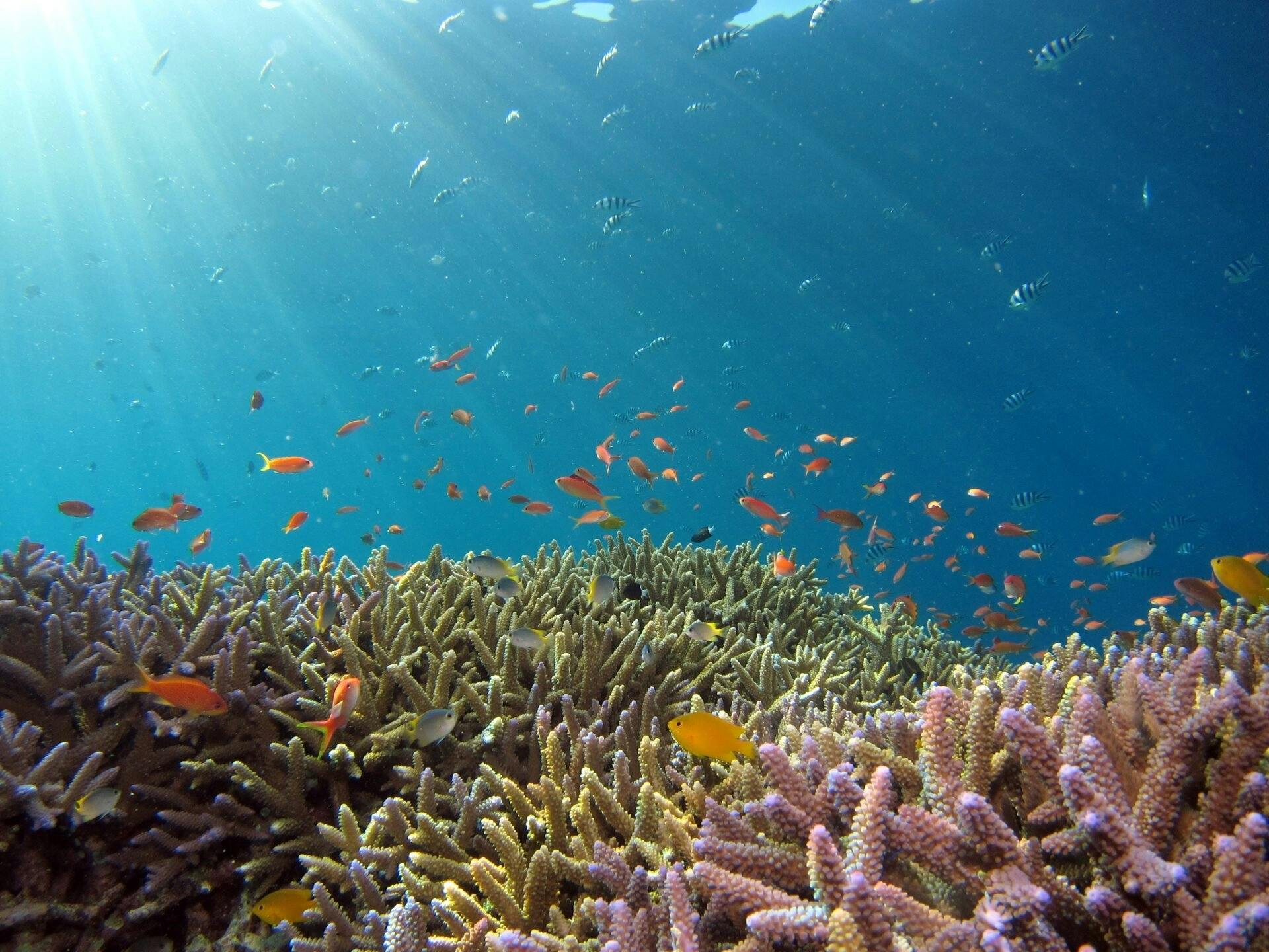 Całodniowa wycieczka na wyspę Cham i snorkeling