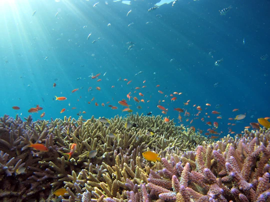 Full-day Cham Island Tour and Snorkeling