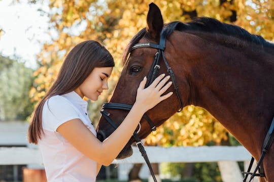 Esperienza del cavallo equestre con cura, apprendimento e dressage