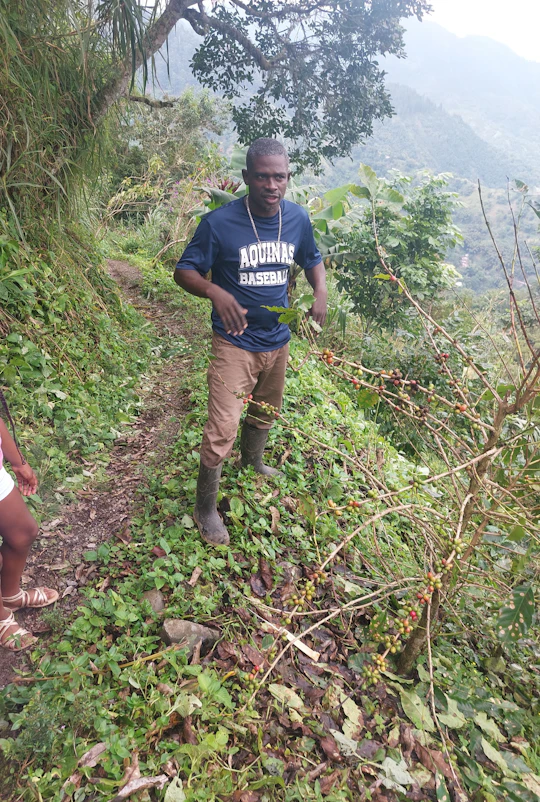 Authentic Blue Mountain Coffee Guided Tour