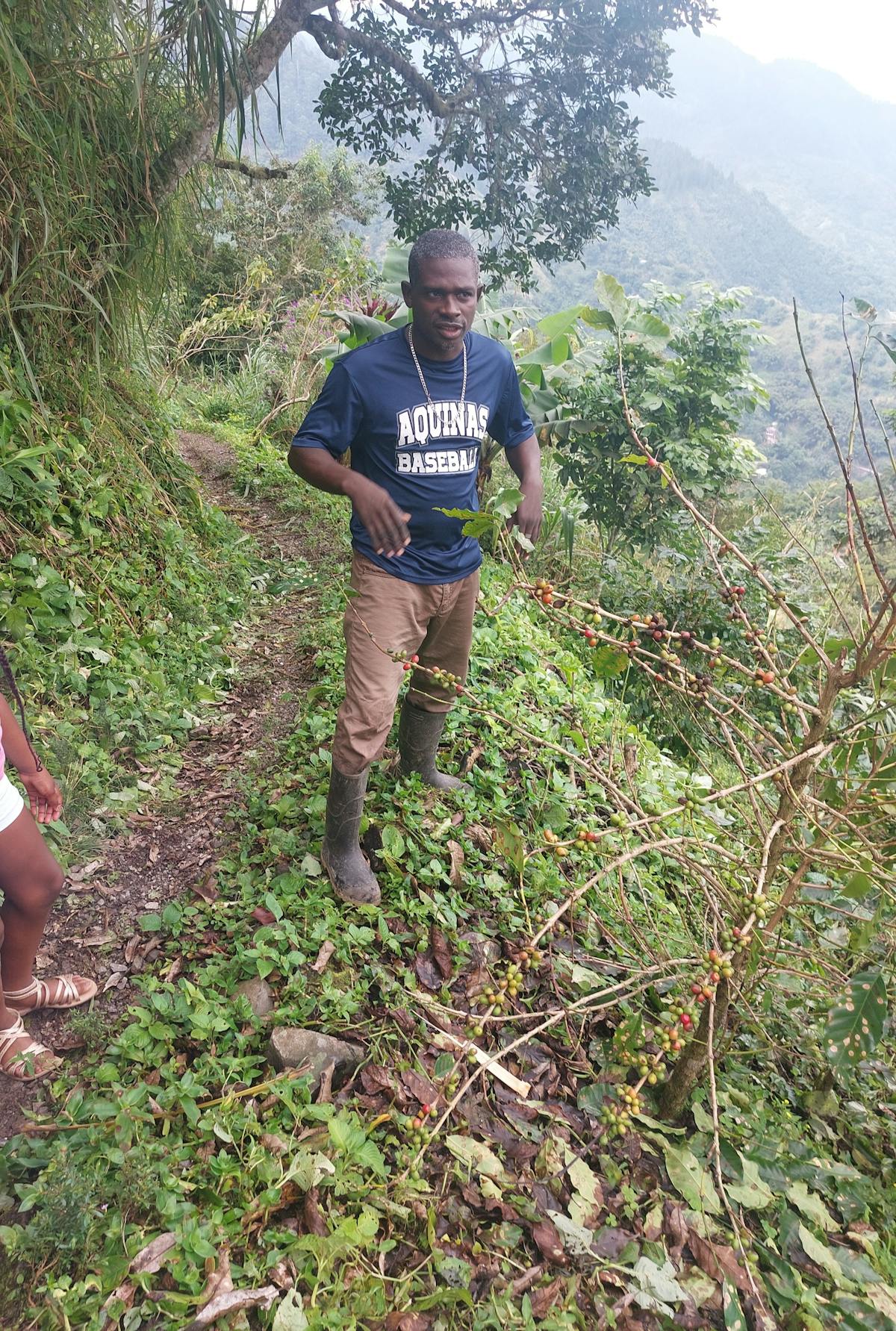 Rondleiding met gids door authentieke Blue Mountain-koffie