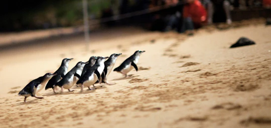 Phillip Island Penguin Parade and Churchill Island farm tour