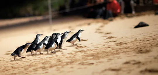 Desfile de pingüinos en Phillip Island y visita a la granja de Churchill Island