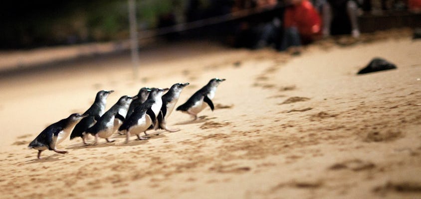 Desfile de pingüinos de Phillip Island y recorrido en autobús por la granja de Churchill Island