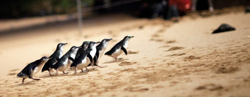 Phillip Island Penguin Parade und Churchill Island Farm Bustour