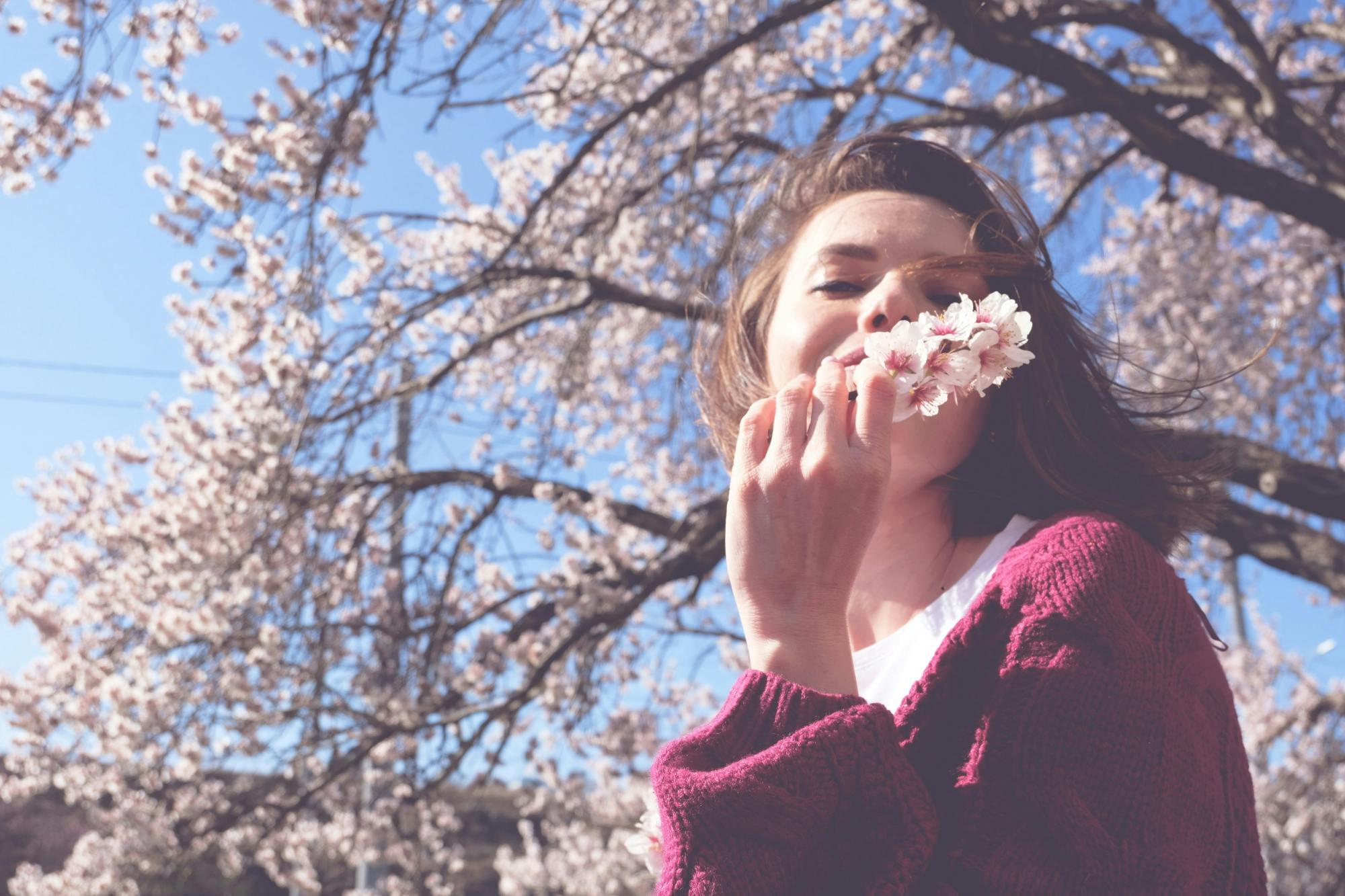 Passeio a pé pela história das flores de cerejeira em Asakusa