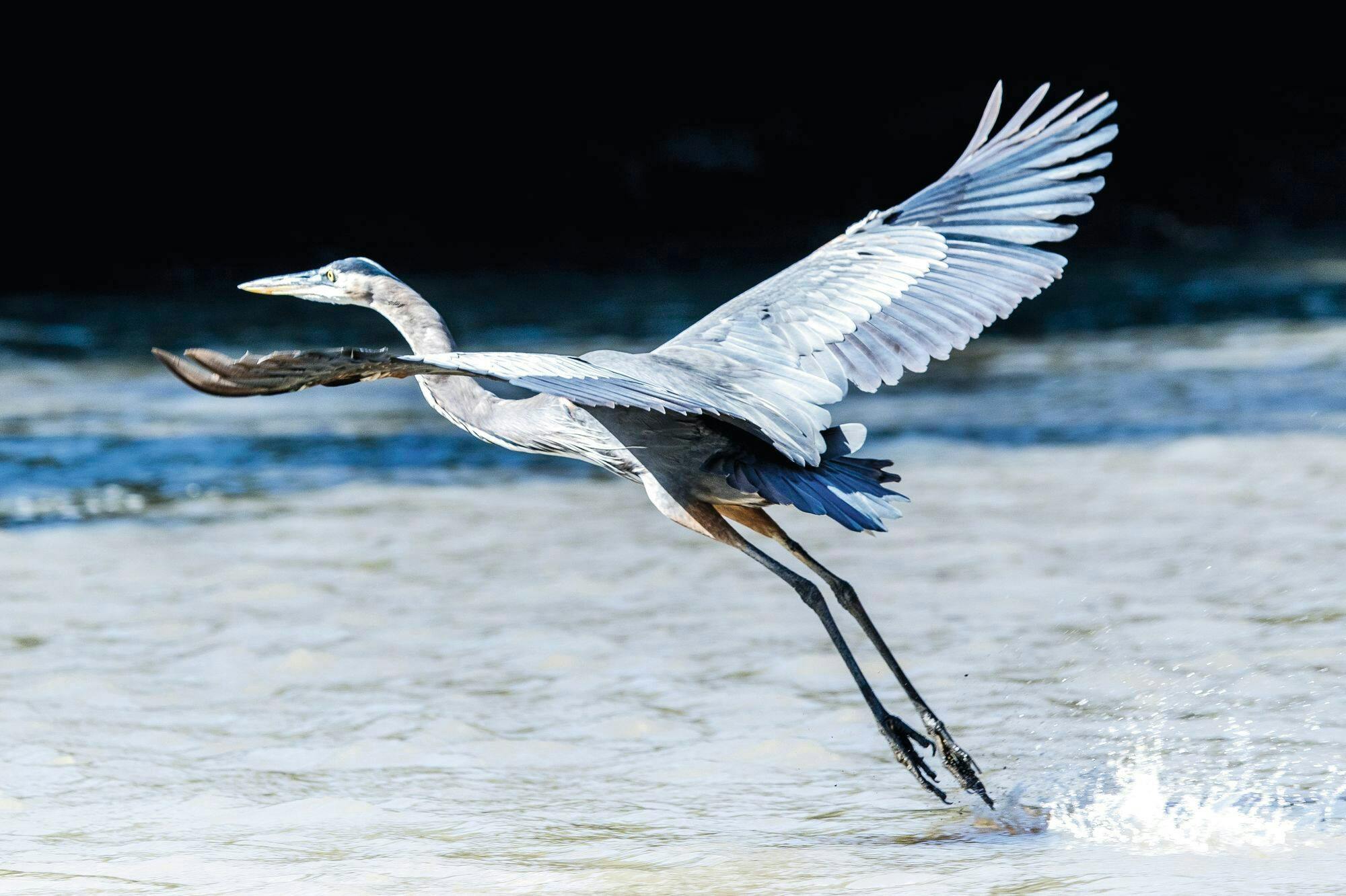 Palo Verde National Park Tour with River Tempisque Cruise