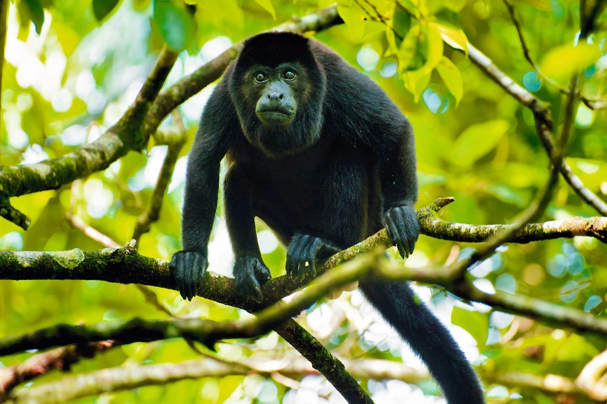 Palo Verde National Park Tour with River Tempisque Cruise