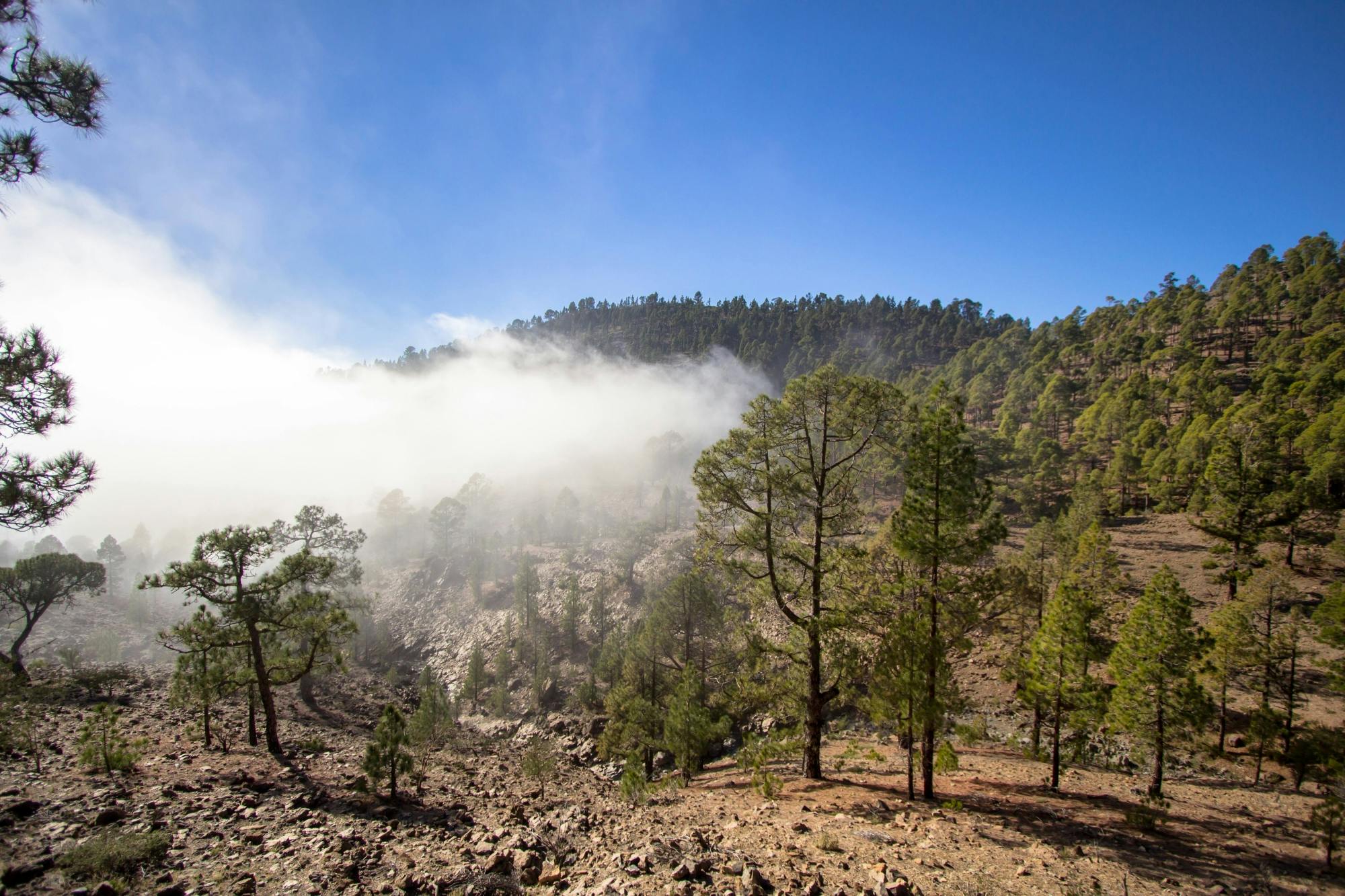 Teide National Park Tour with Expert Local Guide