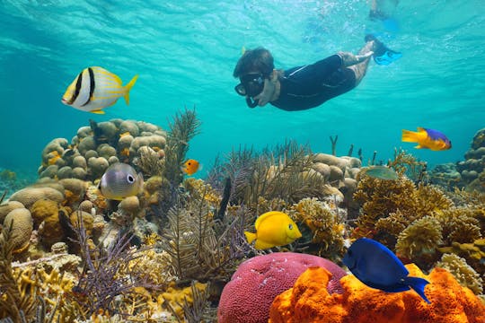 Snorkel en los arrecifes matutinos de Key West