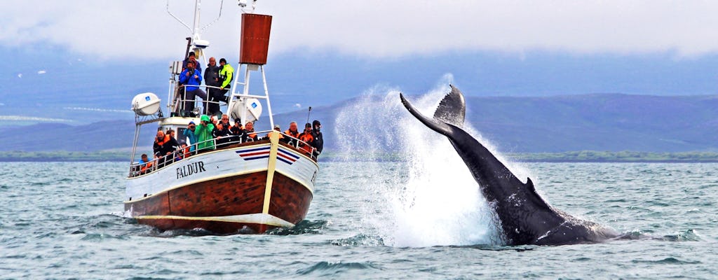 Obserwacja wielorybów w Husavik