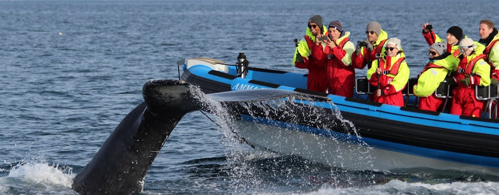 Safari alle balene di Húsavík e giro in barca RIB sull'Isola dei Puffin