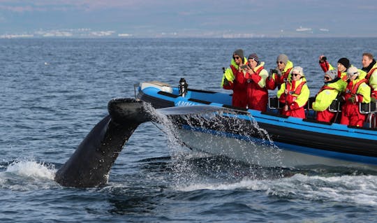 Safari na wielorybach w Húsavík i rejs statkiem RIB na wyspę Puffin Island