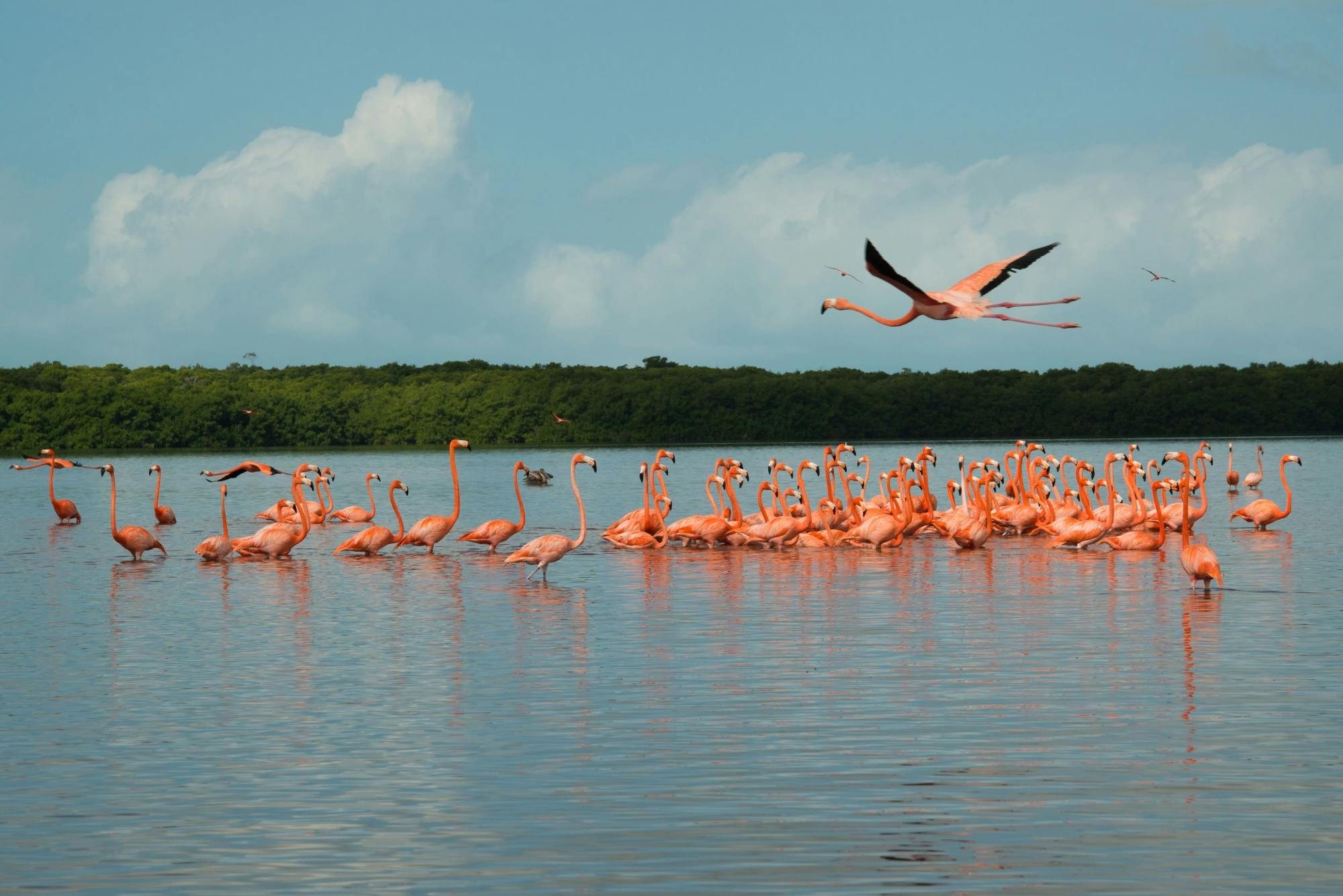 Ria Celestun Biosphere Reserve Boat Trip