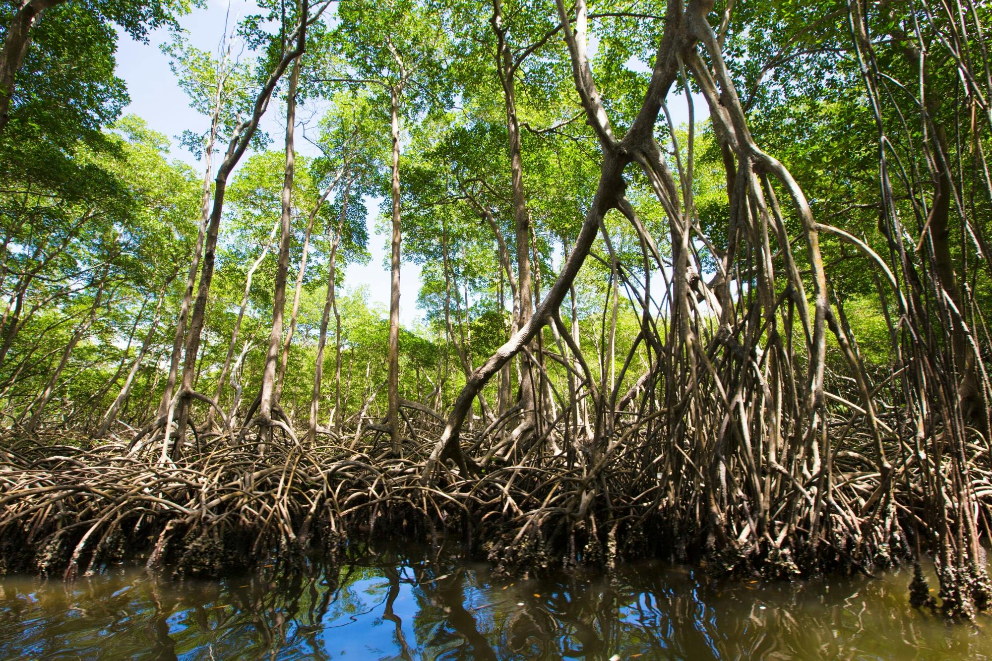 Los Haitises National Park Tour with Beachside Lunch