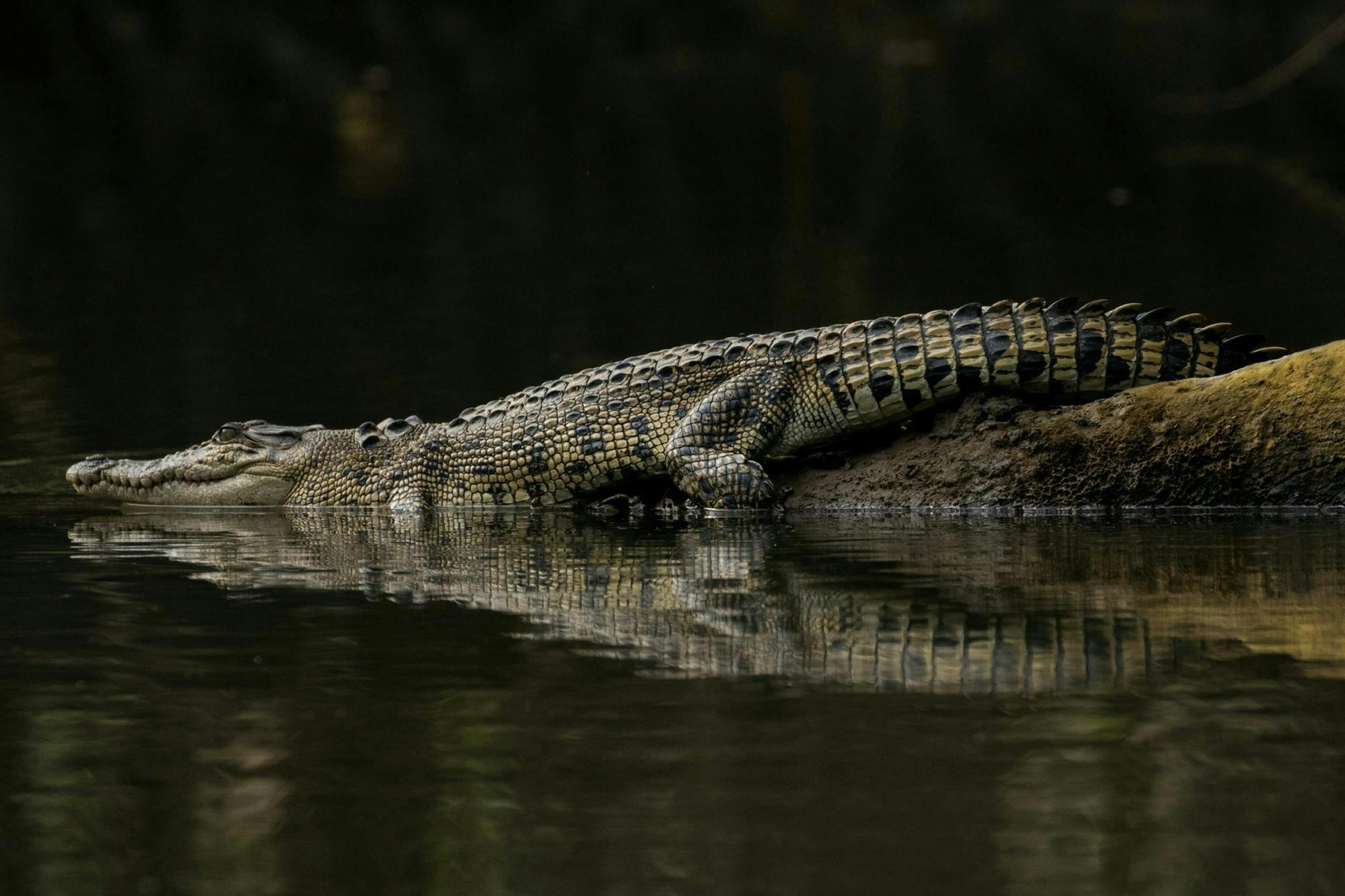 Mossman Gorge, foresta pluviale di Daintree e crociera sul fiume