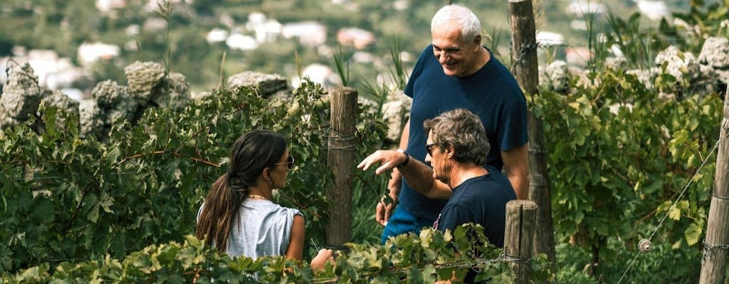 Excursão às vinhas com degustação de vinhos de Ischia com traslado