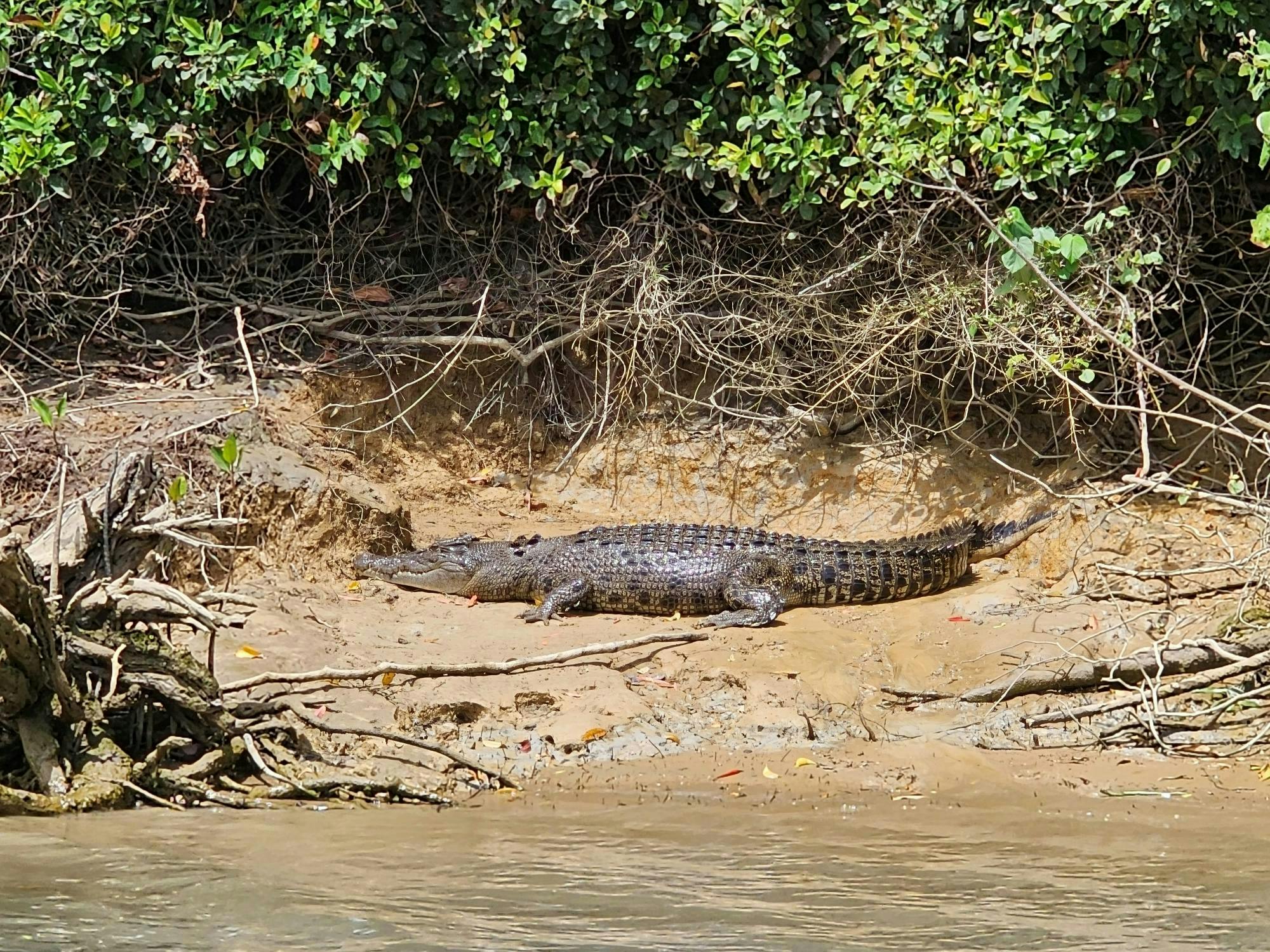 Daintree Rainforest, Aboriginal Tour, Mossman Gorge and River Cruise