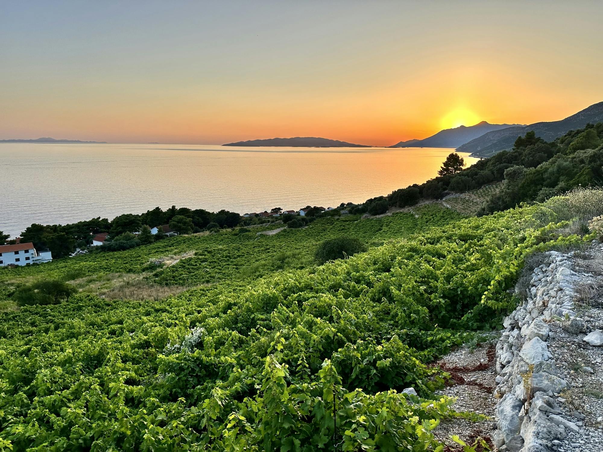 Wine and food private tour from Dubrovnik