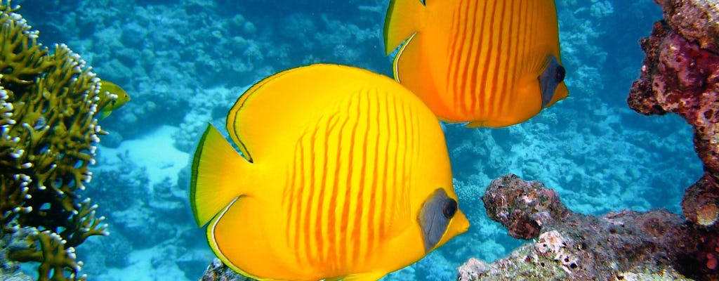 Schnorcheln in Port Ghalib, Tschechische Tour ab Marsa Alam