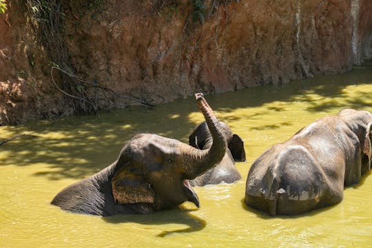 Naturaleza de elefantes de medio día desde Phuket