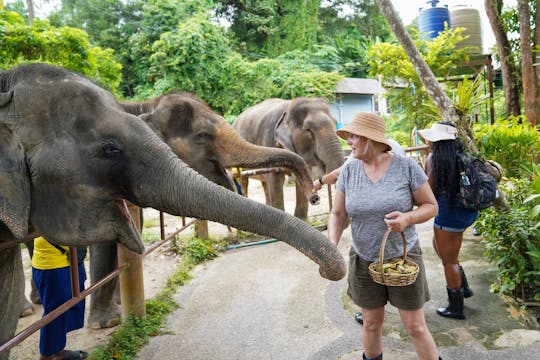 Medio día en mini elefante en la naturaleza desde Phuket