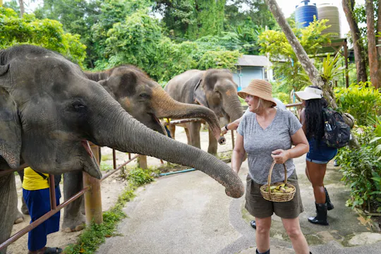 Halbtägige Elefanten-Naturreise von Phuket aus