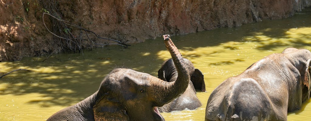 Halbtägiger Ausflug Elefanten Natur von Phuket aus