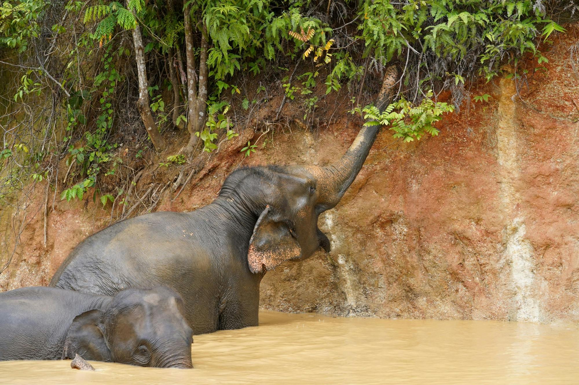 Half Day Mini Elephant Nature From Phuket