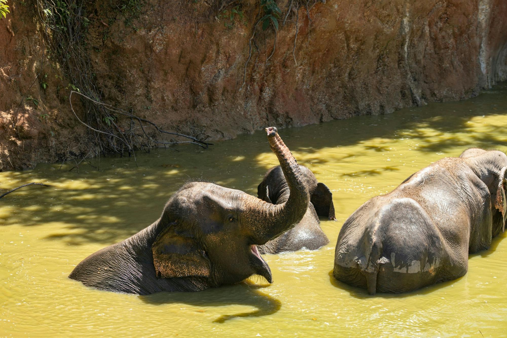 Demi-journée de découverte des éléphants depuis Phuket