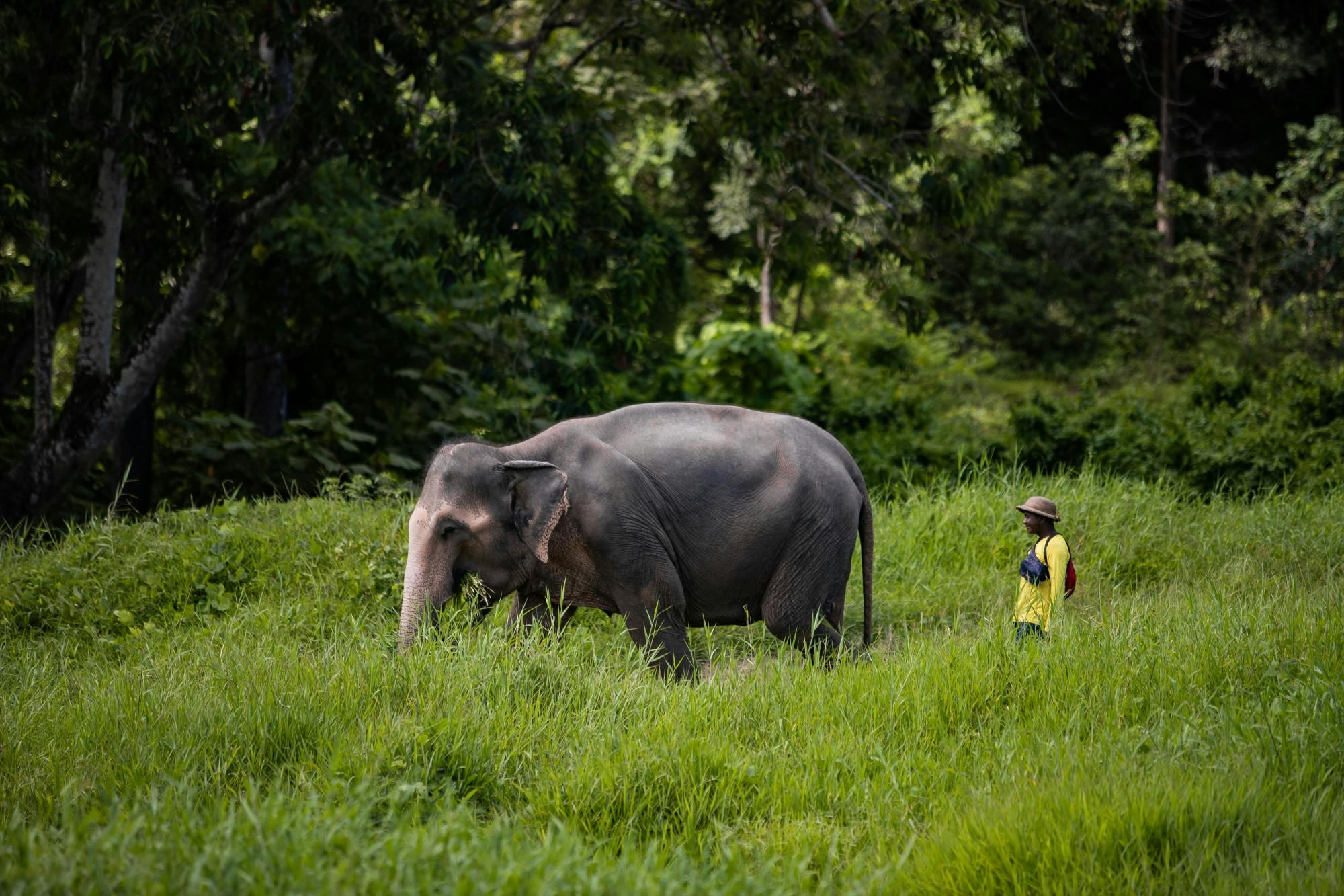 Half Day Mini Elephant Nature From Phuket