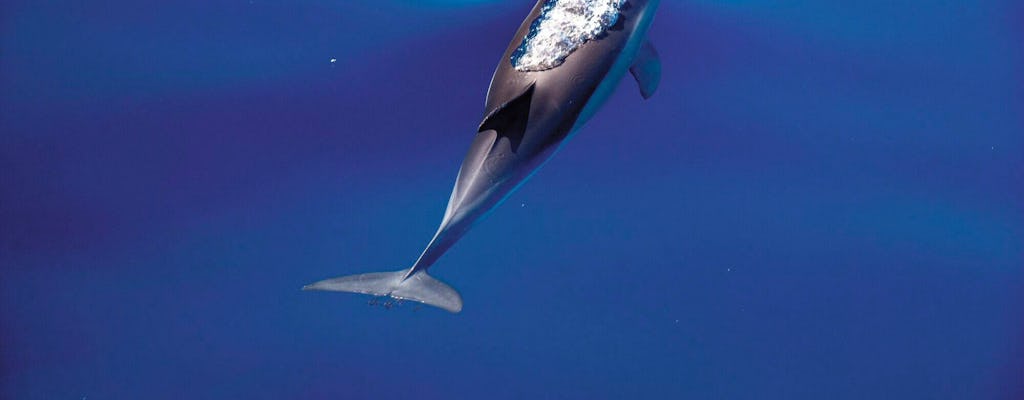 Dolphin Swim Adventure in Aquaventuras