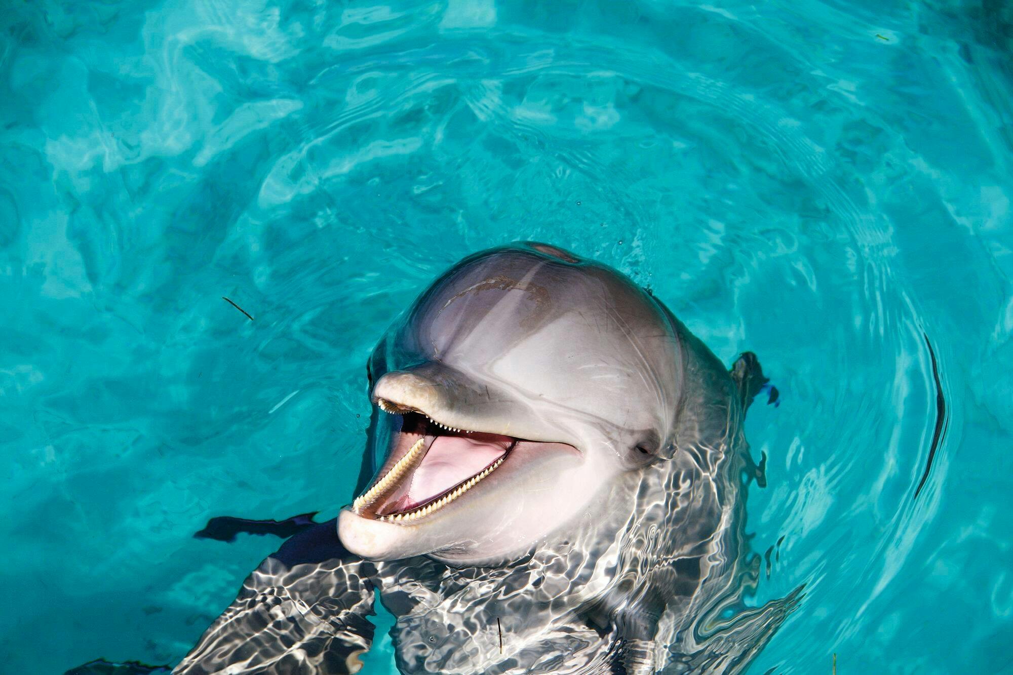 Dolphin Swim Adventure in Aquaventuras