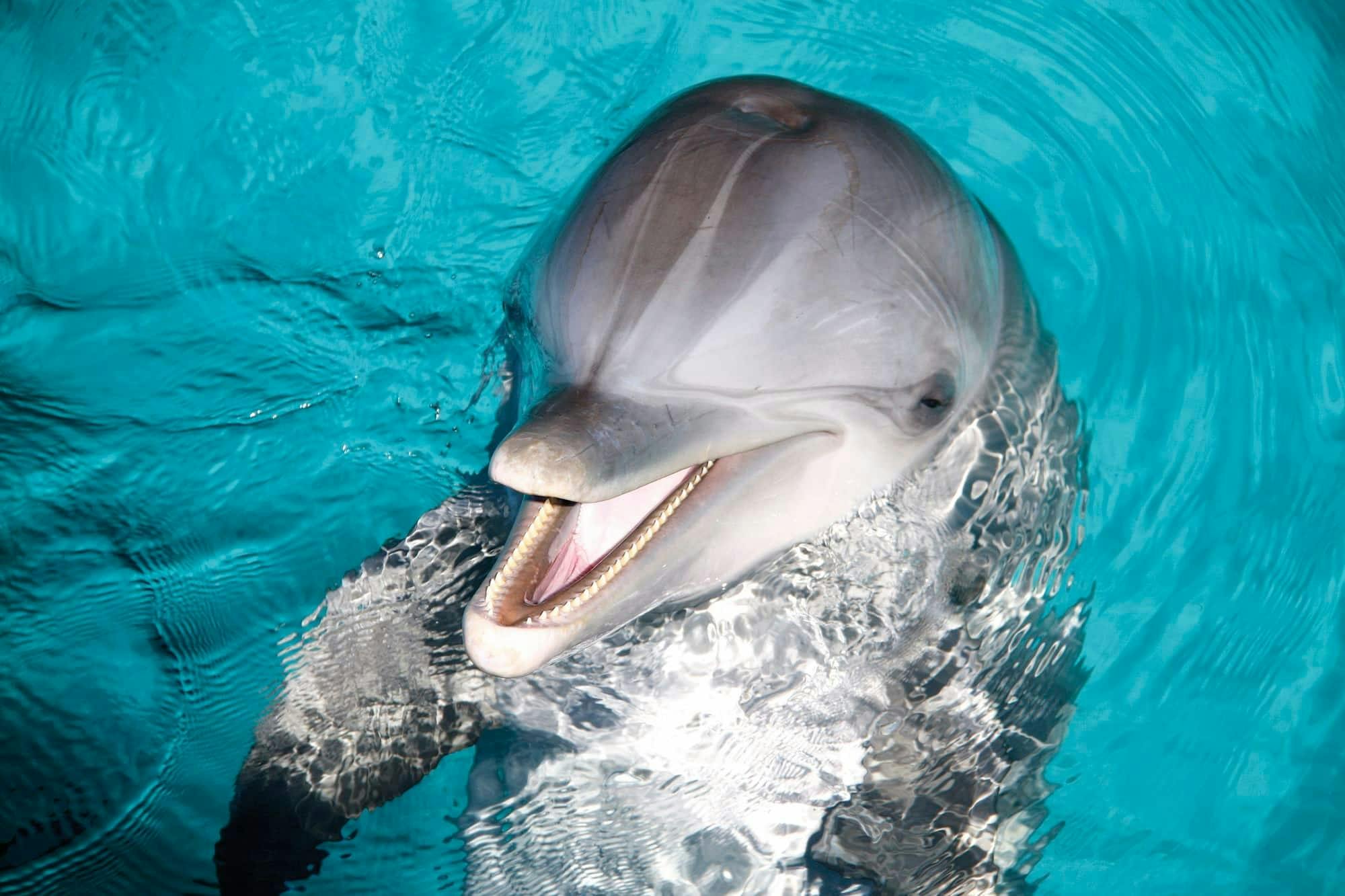 Dolphin Royal Swim in Aquaventuras