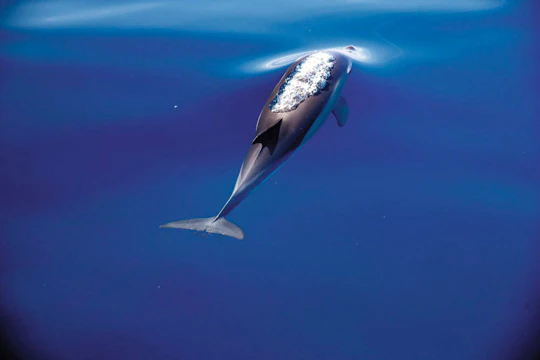 Dolphin emotions experience in Aquaventuras Park